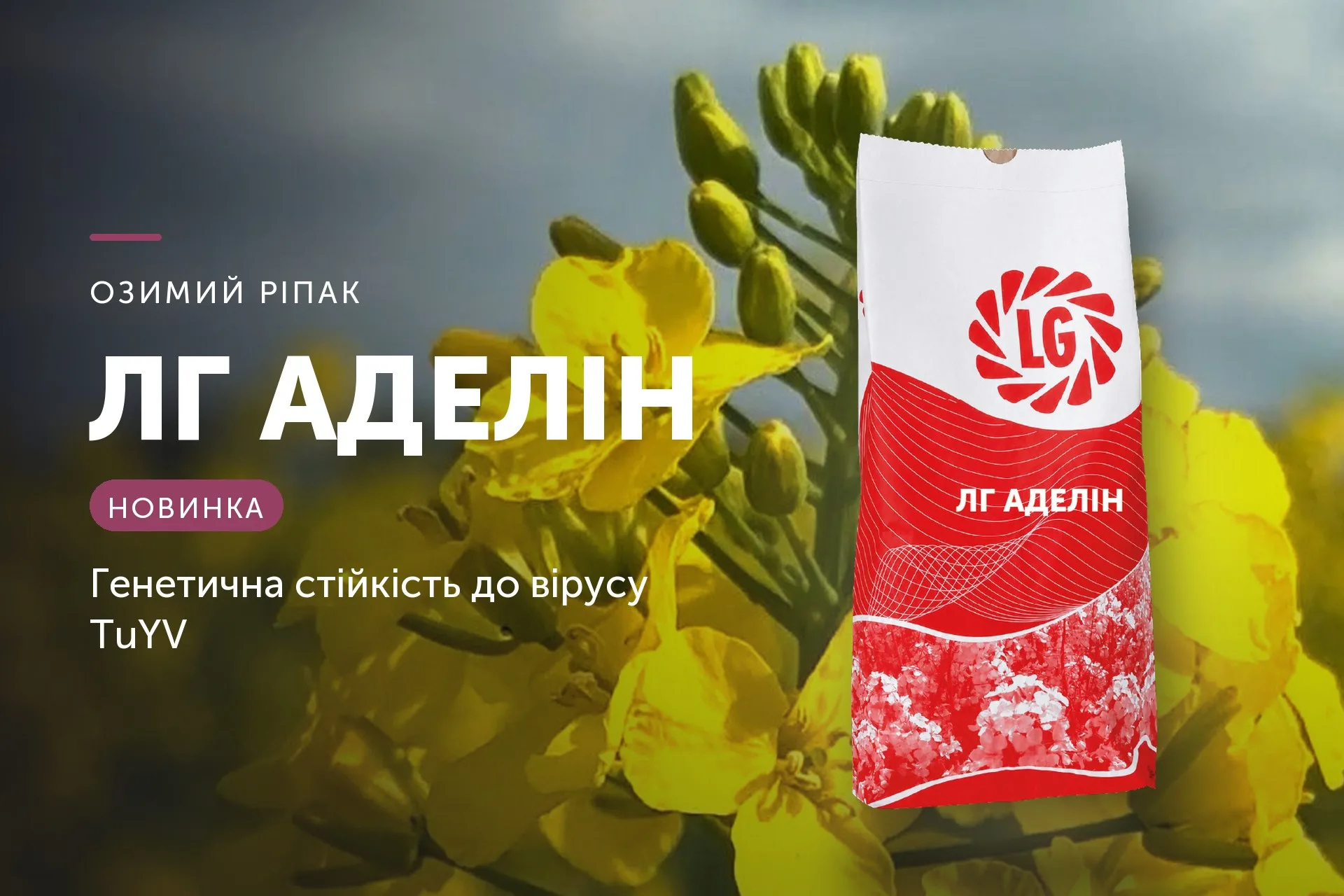 ЛГ Аделін — озимий ріпак Limagrain, ексклюзивно від LNZ