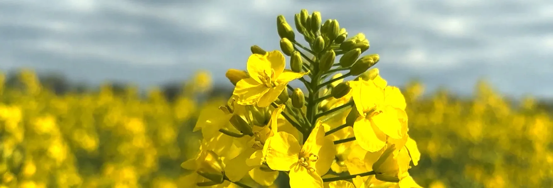 ЛГ АДЕЛІН — гібрид озимого ріпаку Limagrain