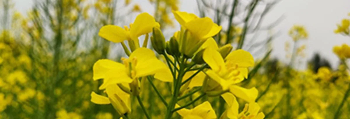 ЛГ СКОРПІОН — гібрид озимого ріпаку Limagrain