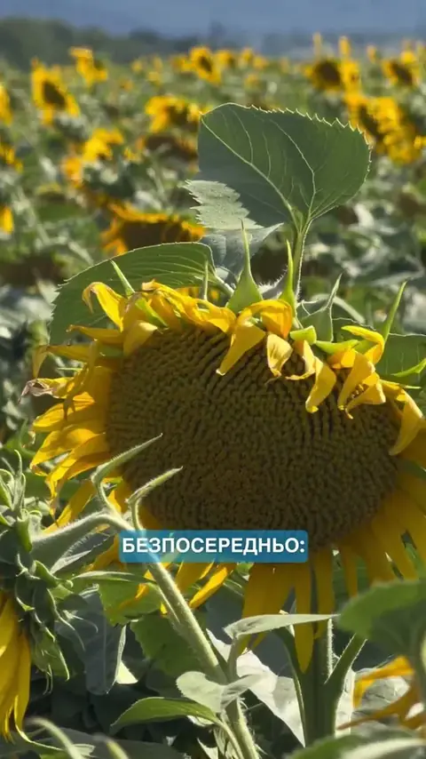 Обирайте НК Конді 😎