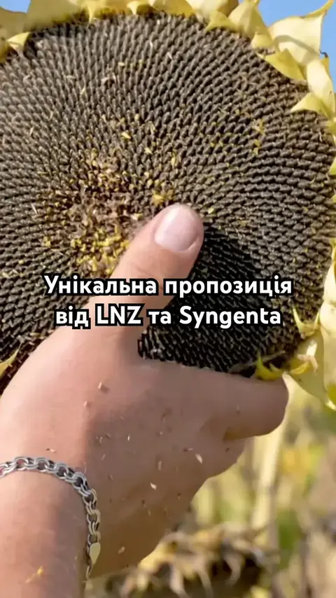 Ексклюзивно лише в LNZ 🌻 Гібрид соняшнику НК Конді від Syngenta-перевірено часом!