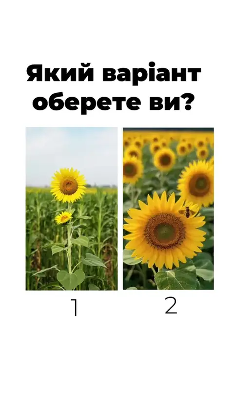 🌻 НК Конді - соняшник, перевірений роками.Ексклюзивно в LNZ Group.